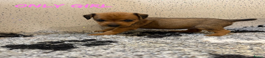  Puppy 5 pink collar girl 