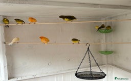 Canaries birds for sale: Canaries - Image 2