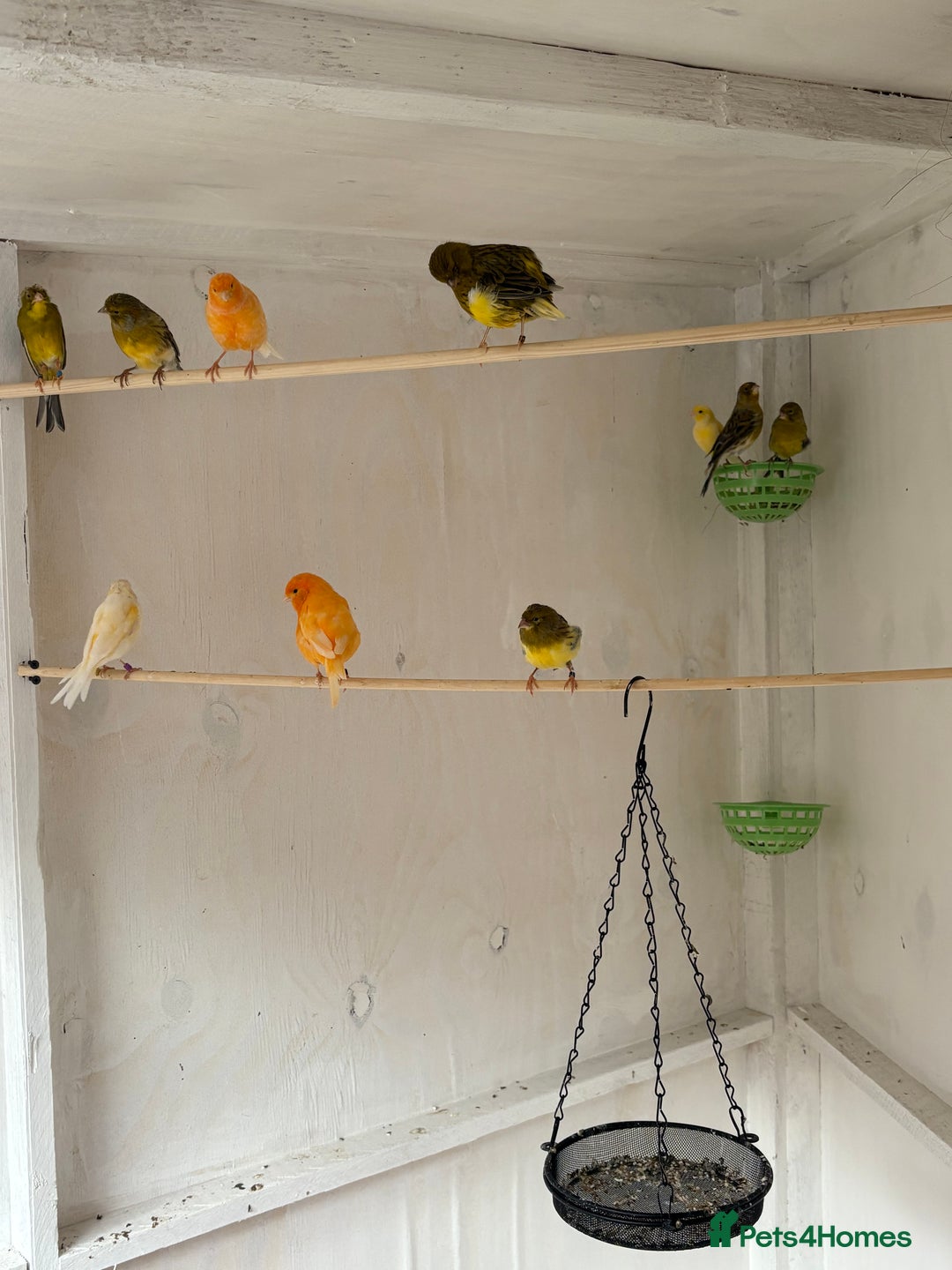 Canaries birds for sale: Canaries - Image 2