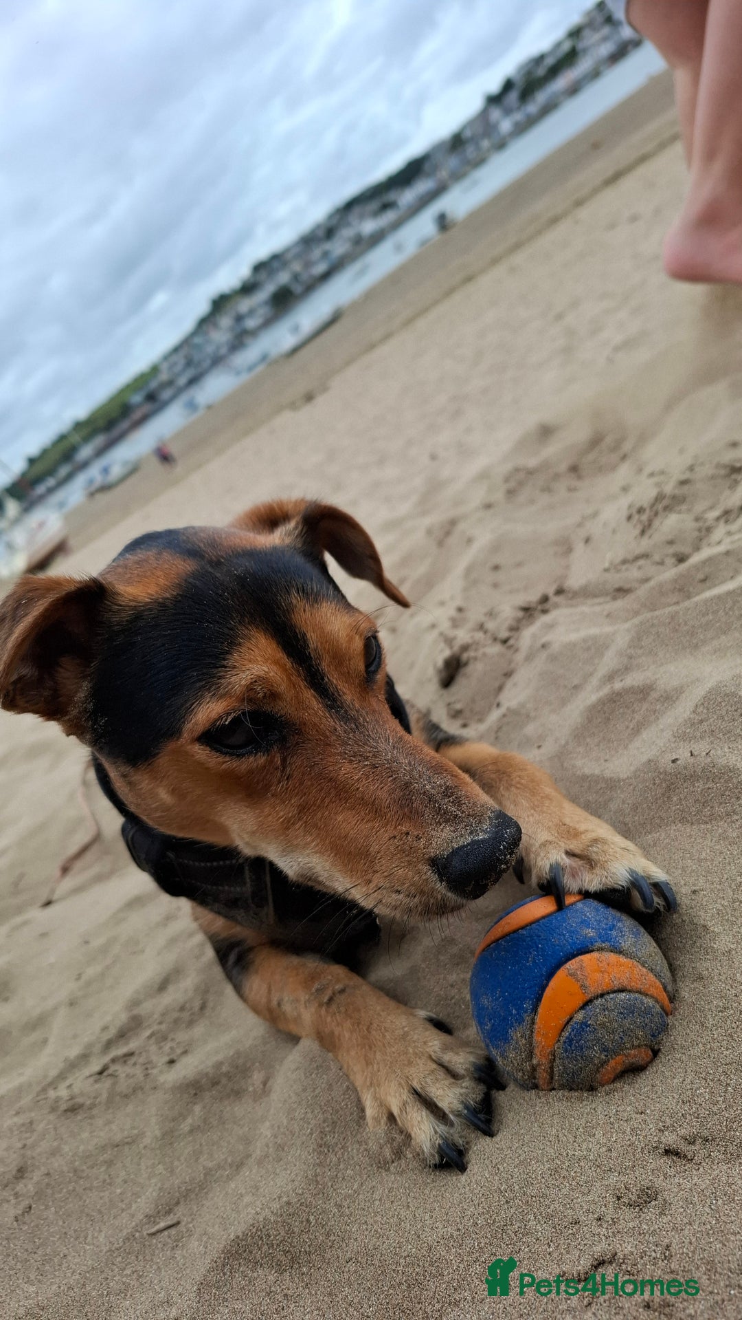 Jack Russell dogs for sale: Beautiful little Jack Girls  - Image 6