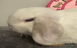 Mini Lop rabbits for sale: Purebred Minilops - Image 4