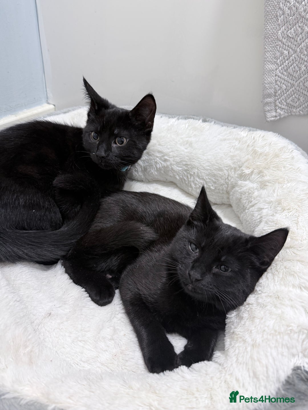 Mixed Breed cats for sale: Male and female kitten  - Advert 1