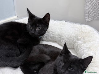 Mixed Breed cats Male and female kitten - Advert 3