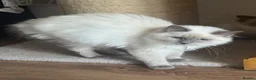 Ragdoll cats for sale: GCCF registered ragdoll kittens 🐱  - Advert 8