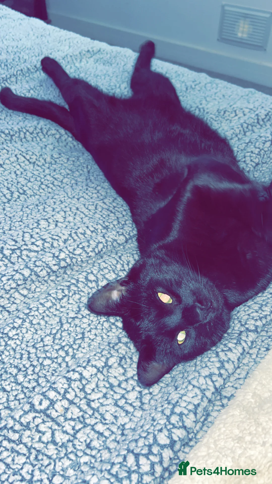 Mixed Breed cats for sale: Two beautiful boys looking for forever homes - Advert 2