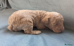 Miniature Poodle dogs for sale: Stunning Miniature poodles parti/merle - Image 18