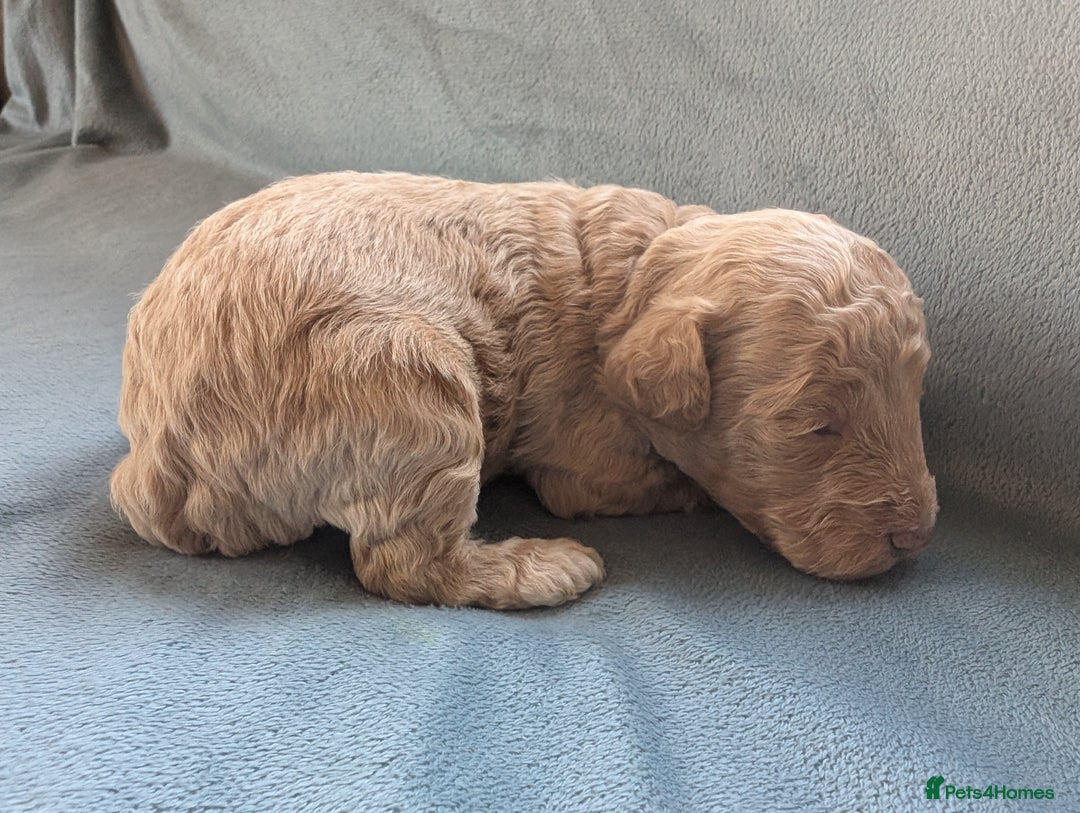 Miniature Poodle dogs for sale: Stunning Miniature poodles parti/merle - Image 18