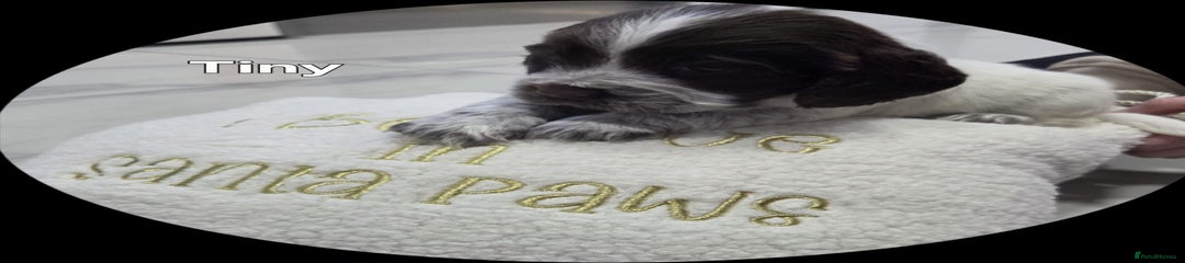 Cocker Spaniel Puppy 5