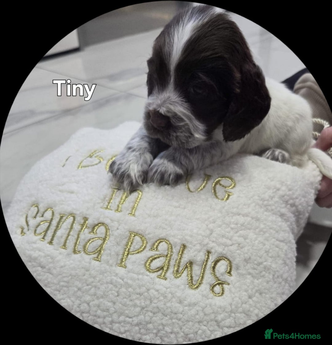 Cocker Spaniel dogs for sale: Cocker spaniels - Advert 10