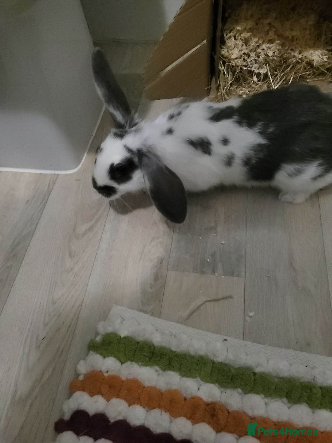 Rex rabbits for sale: Two baby bunnies. One Male Rex. One female unknown - Advert 6