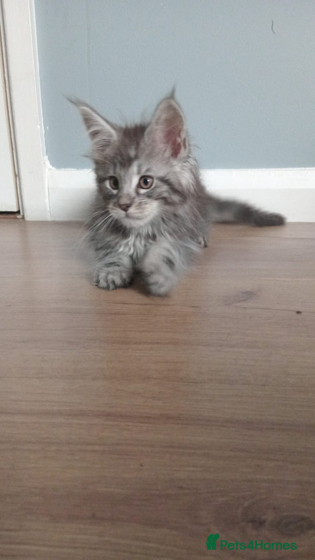 Maine Coon cats for sale: 4 boys for sale - Image 14