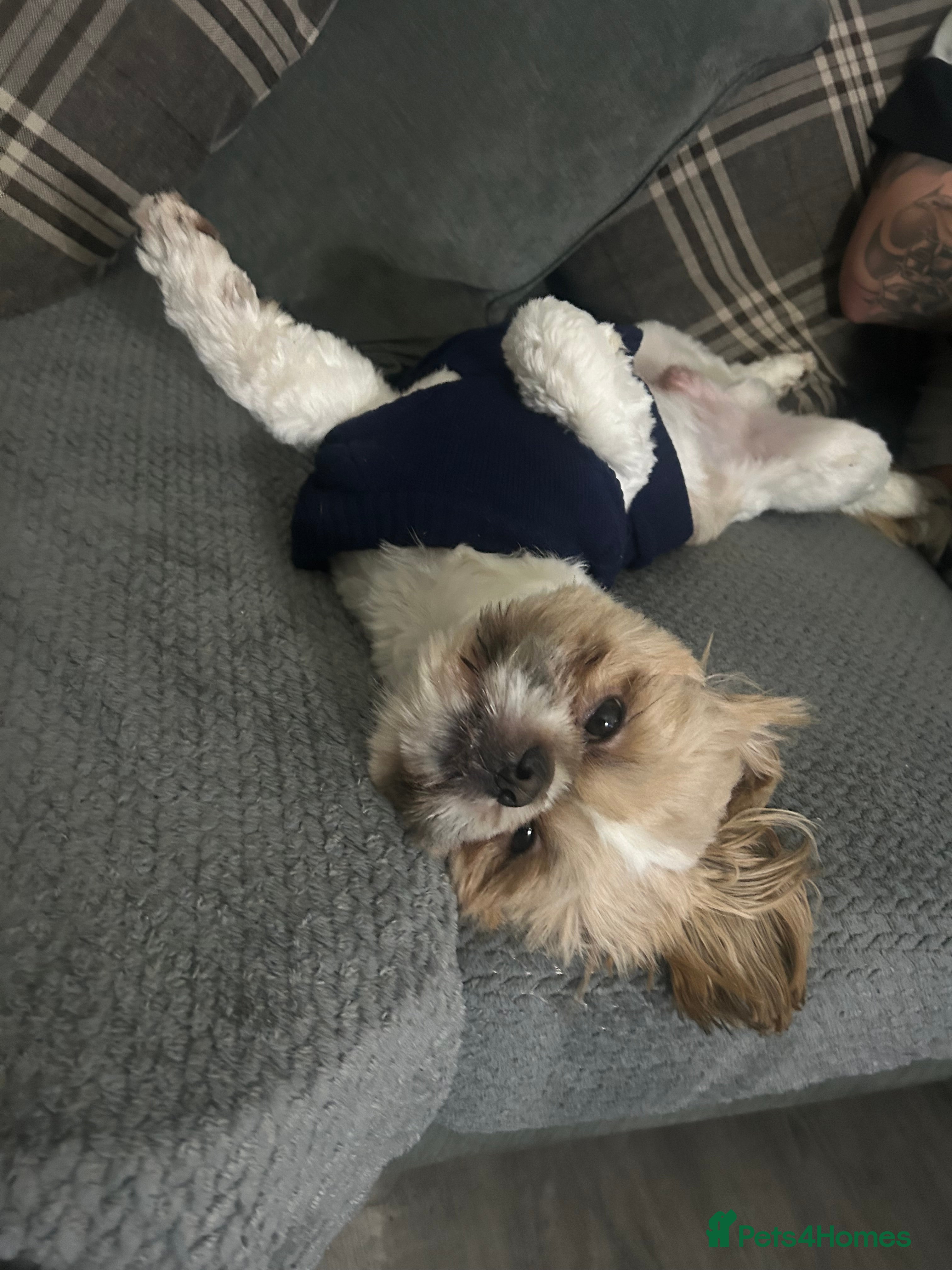 Shih Tzu dogs Our beautiful boy Arlo available for stud in Tipton - Advert 2