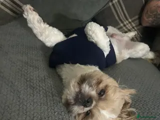 Shih Tzu dogs Our beautiful boy Arlo available for stud in Tipton - Advert 2