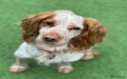 Cocker Spaniel dogs for sale: 4yo Working Cocker Spaniel - Image 2