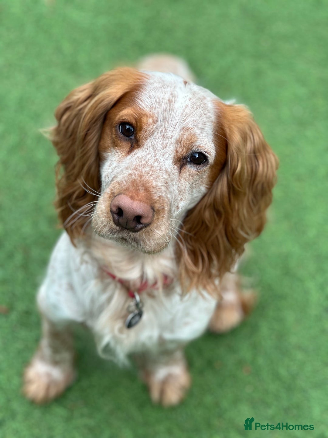 Cocker Spaniel dogs for sale: 4yo Working Cocker Spaniel - Image 2