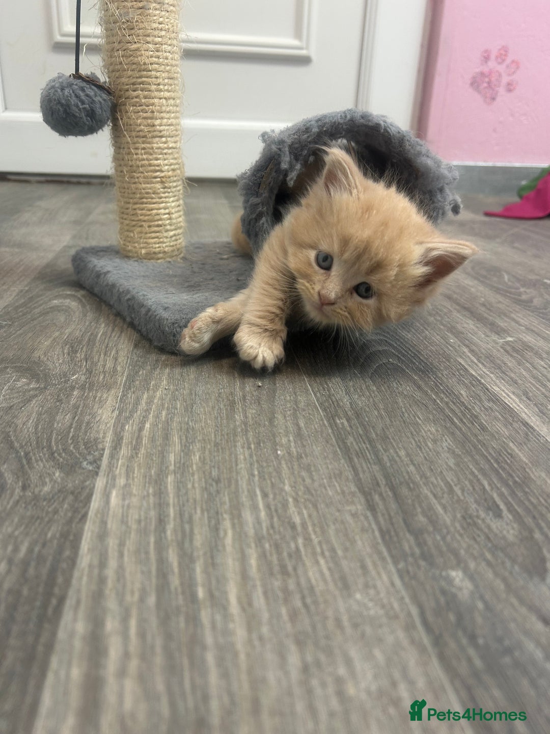 Maine Coon cats for sale: Mainecoon kittens  - Advert 11