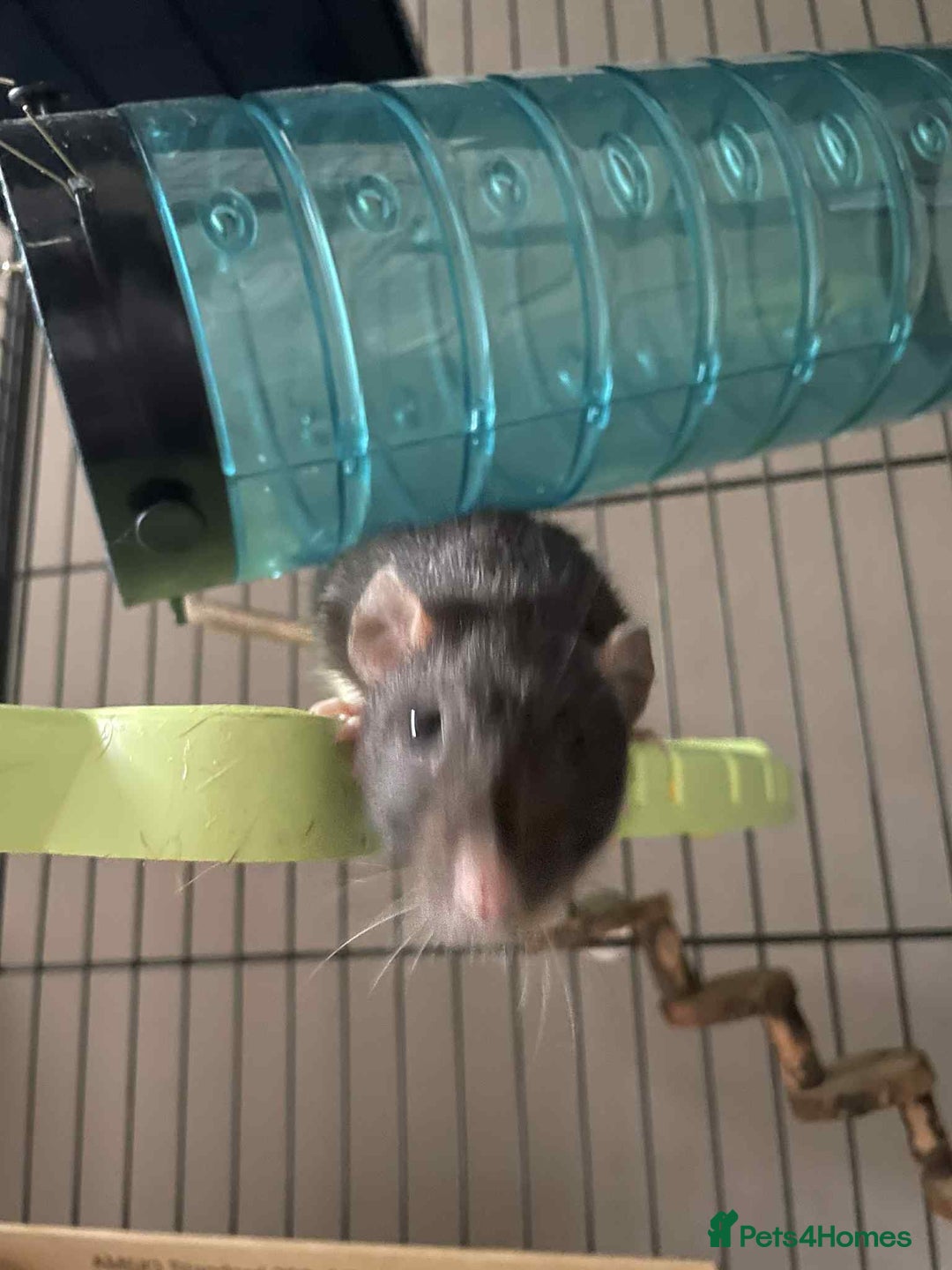 Rat rodents for sale: 2 rats with massive cage and extras - Image 7