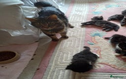 Maine Coon cats for sale: 3/4 maine coon kittens for sale - Image 7