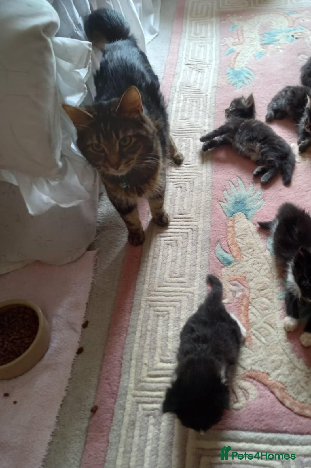 Maine Coon cats for sale: 3/4 maine coon kittens for sale - Image 7