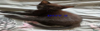 Mixed Breed 2
