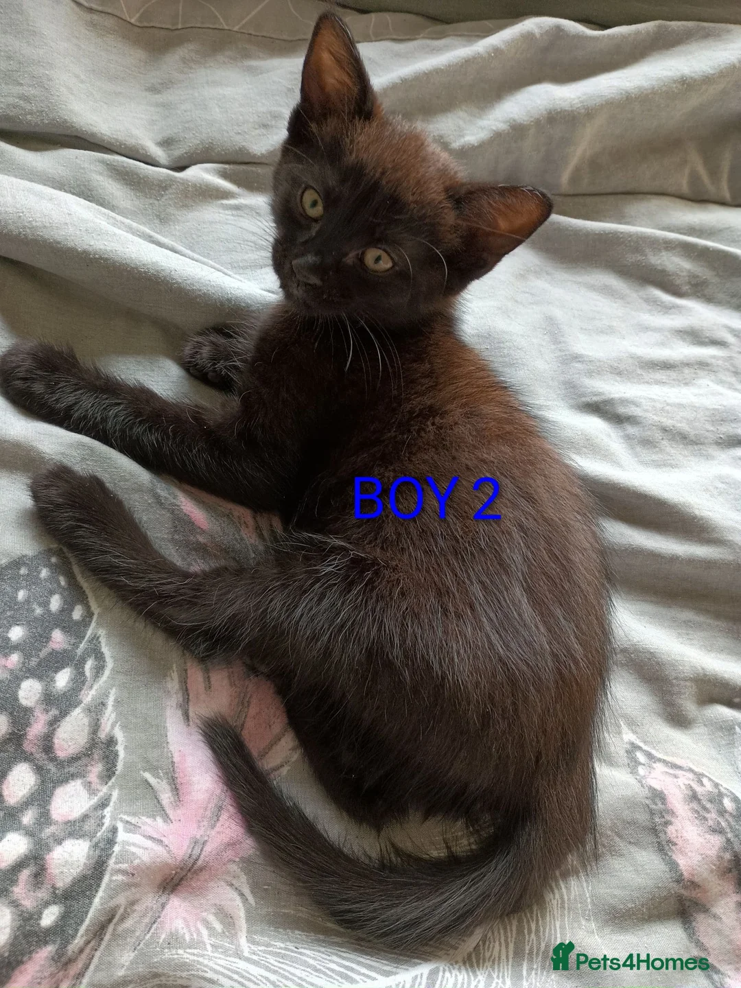 Mixed Breed cats for sale: Beautiful Ragdoll Mix kittens looking for new home in Leeds - Advert 2