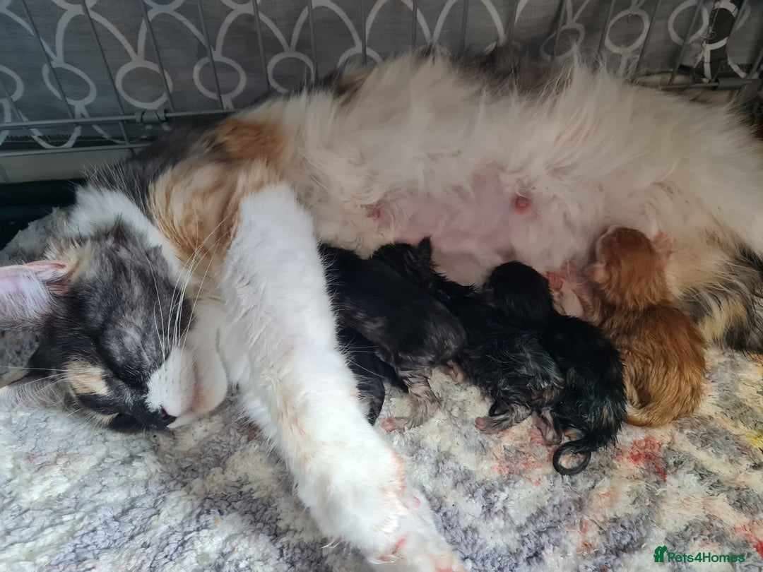 Maine Coon cats for sale: 5 stunning Mainecoon kittens  - Image 11