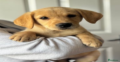 Labrador Retriever dogs - Advert 7