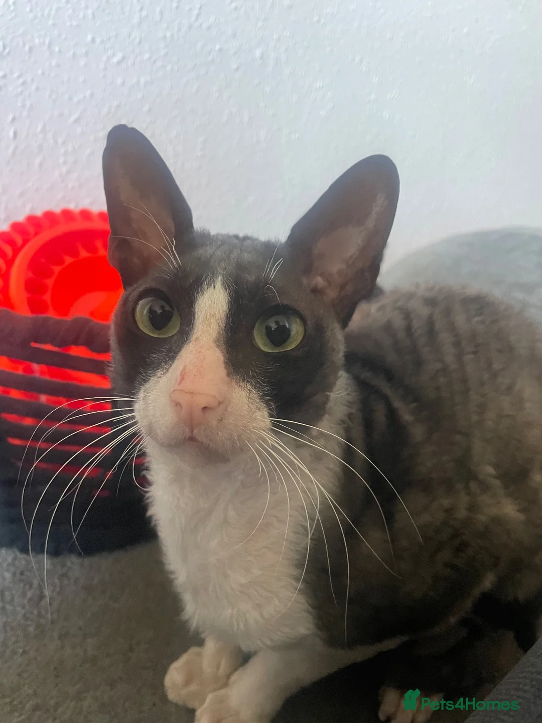 Cornish Rex cats for sale: Cornish Rex Boy Rehoming  - Advert 1