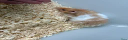 Hamster rodents for sale: Female Syrian hamsters  in Wilmslow - Advert 4