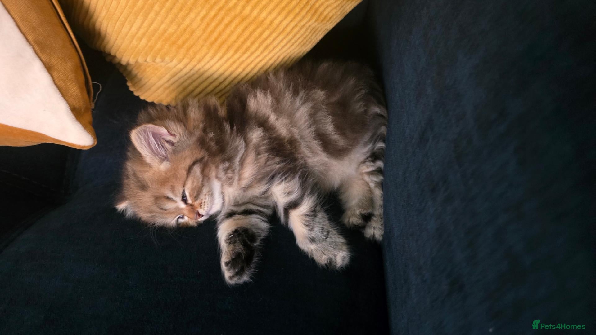 Persian cats Persian kittens for sale - Advert 4