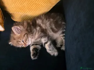 Persian cats Persian kittens for sale - Advert 4