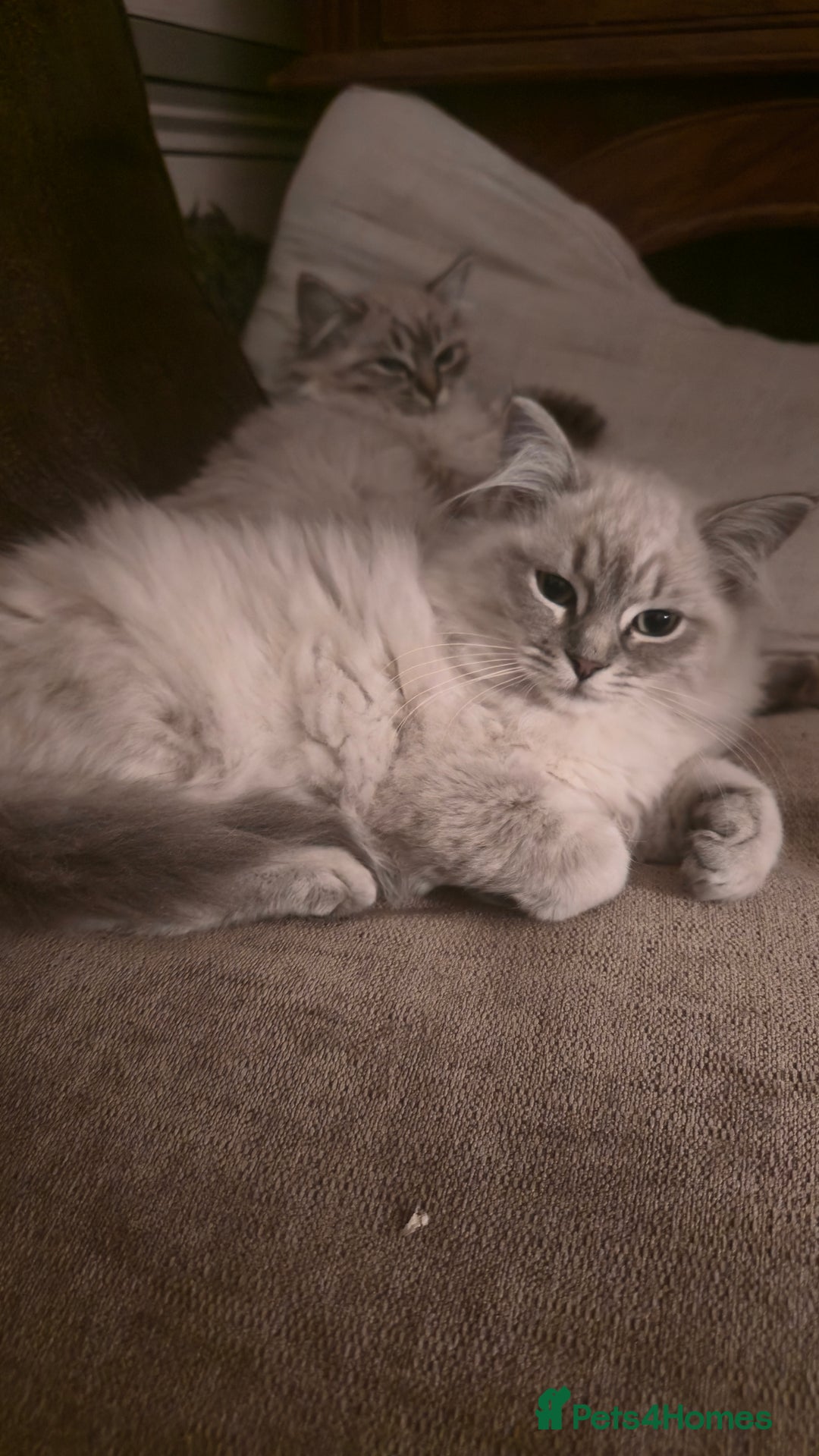 Ragdoll cats for sale: Adorable Ragdoll cross Scottish Straight - Advert 22