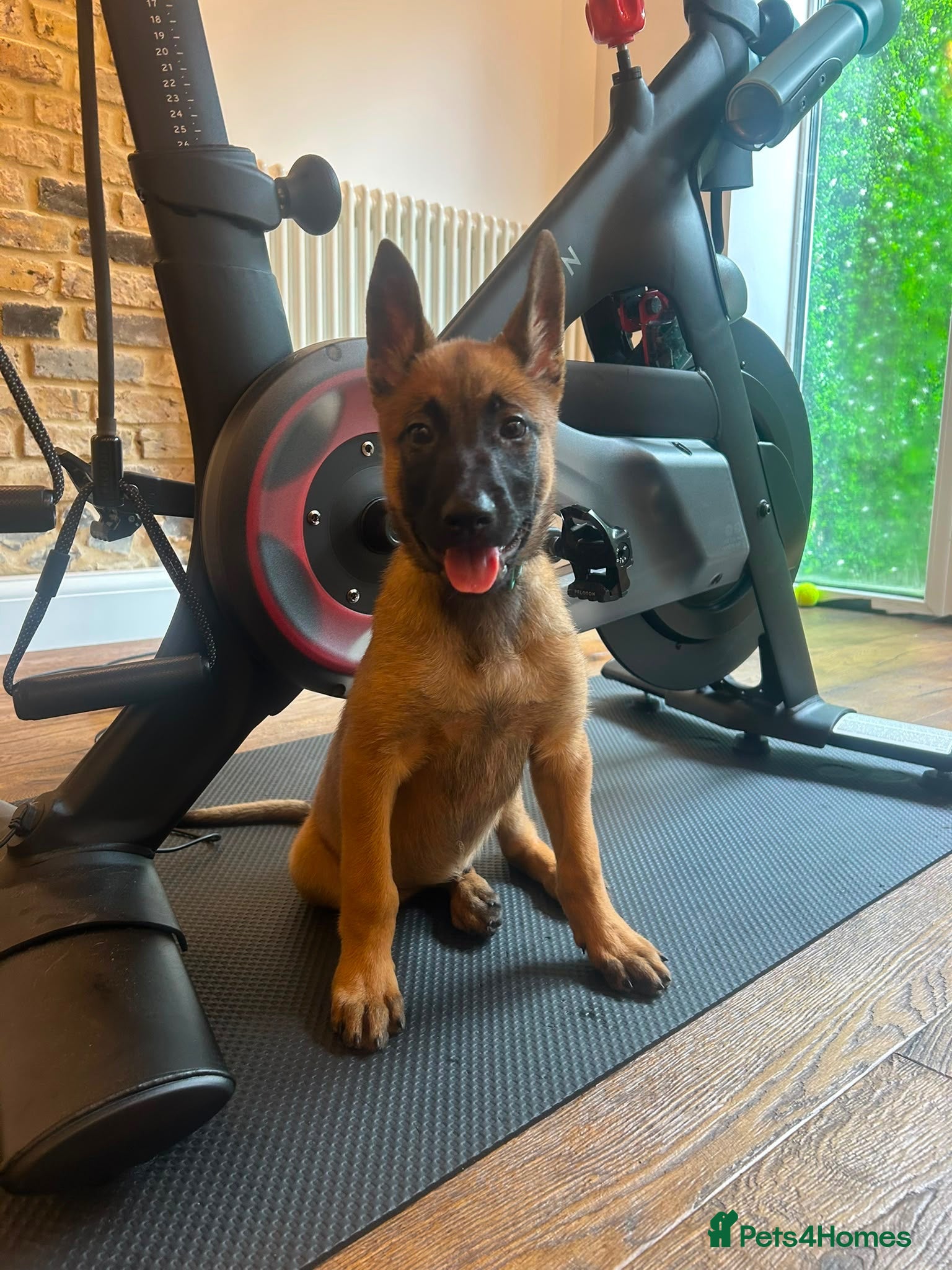 Belgian Shepherd Dog dogs Extraordinary Belgian Malinois puppies  - Advert 2