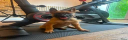 Belgian Shepherd Dog dogs for sale: Extraordinary Belgian Malinois puppies  - Advert 4