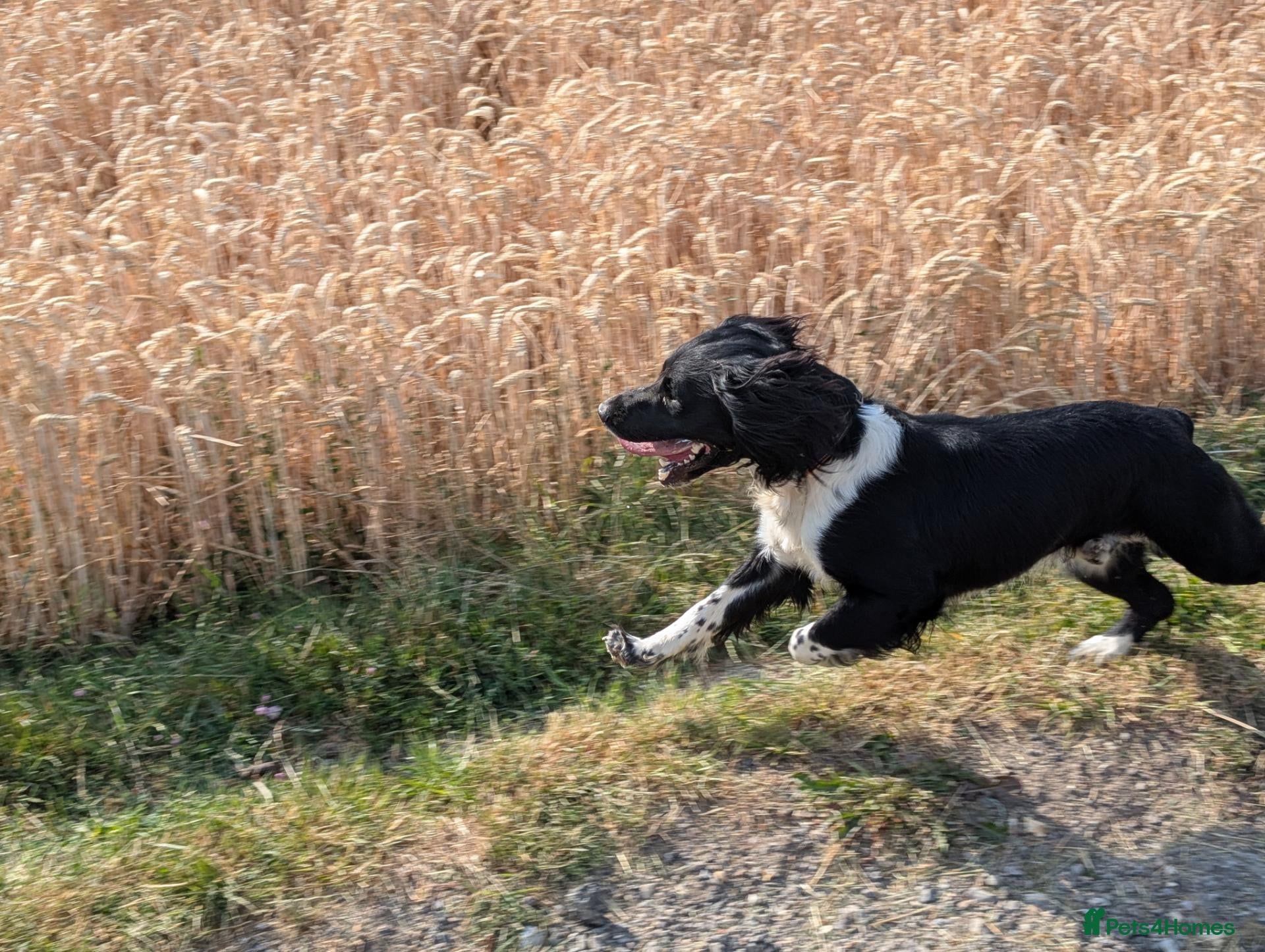 English Springer Spaniel dogs English Springer Spaniel for stud - black & white - Advert 17