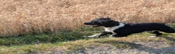 English Springer Spaniel dogs for stud: English Springer Spaniel for stud - black & white in High Wycombe - Advert 1