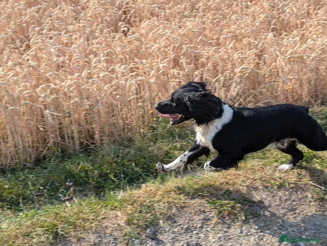 English Springer Spaniel dogs for stud: English Springer Spaniel for stud - black & white in High Wycombe - Advert 1