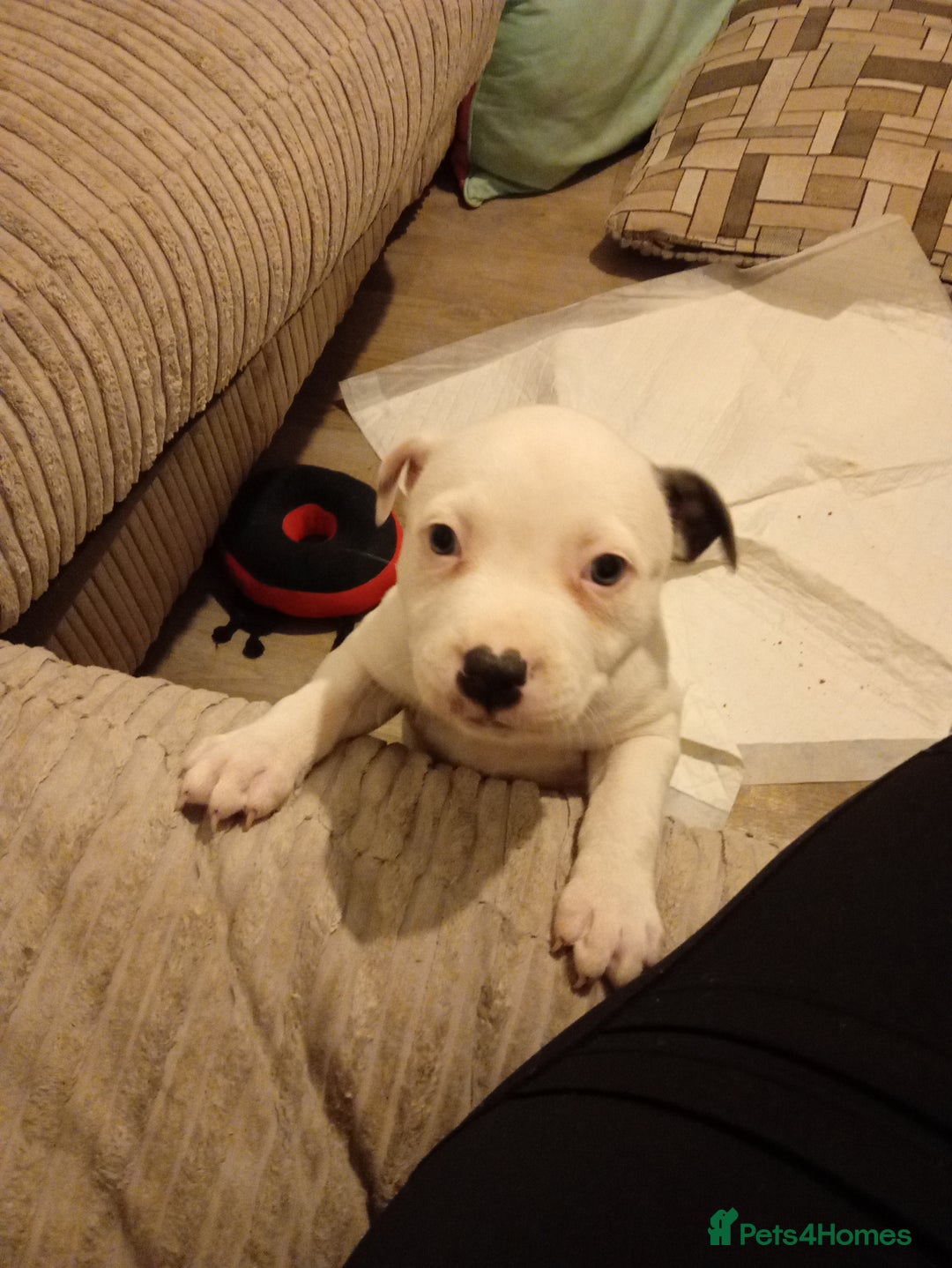 Staffordshire Bull Terrier dogs for sale: Beautiful blue Staffordshire bull terrier puppies  - Advert 12