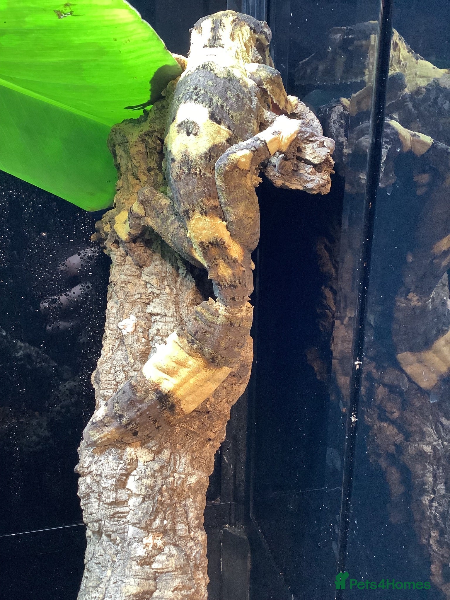 Lizard reptiles Leaf tail gecko - Advert 1