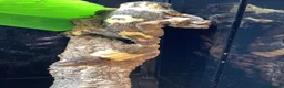 Lizard reptiles for sale: Leaf tail gecko - Advert 1