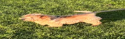 Norfolk Terrier dogs for sale: Lovely sweet boy - Advert 8