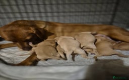 Labrador Retriever dogs for sale: Fox Red Labrador Puppies  - Image 1