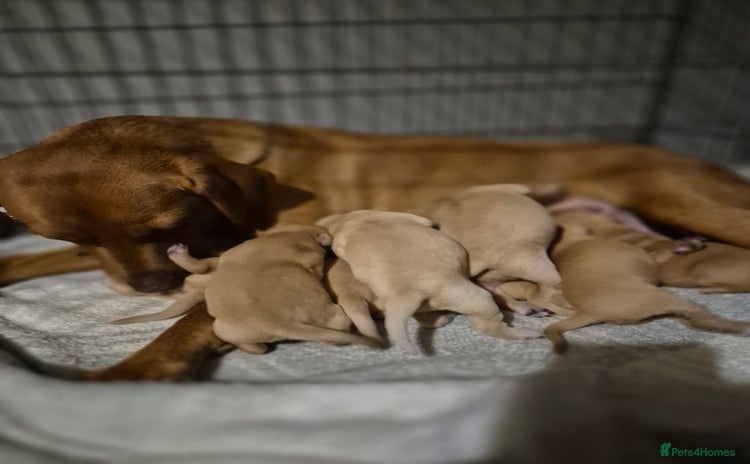 Labrador Retriever dogs - Advert 1