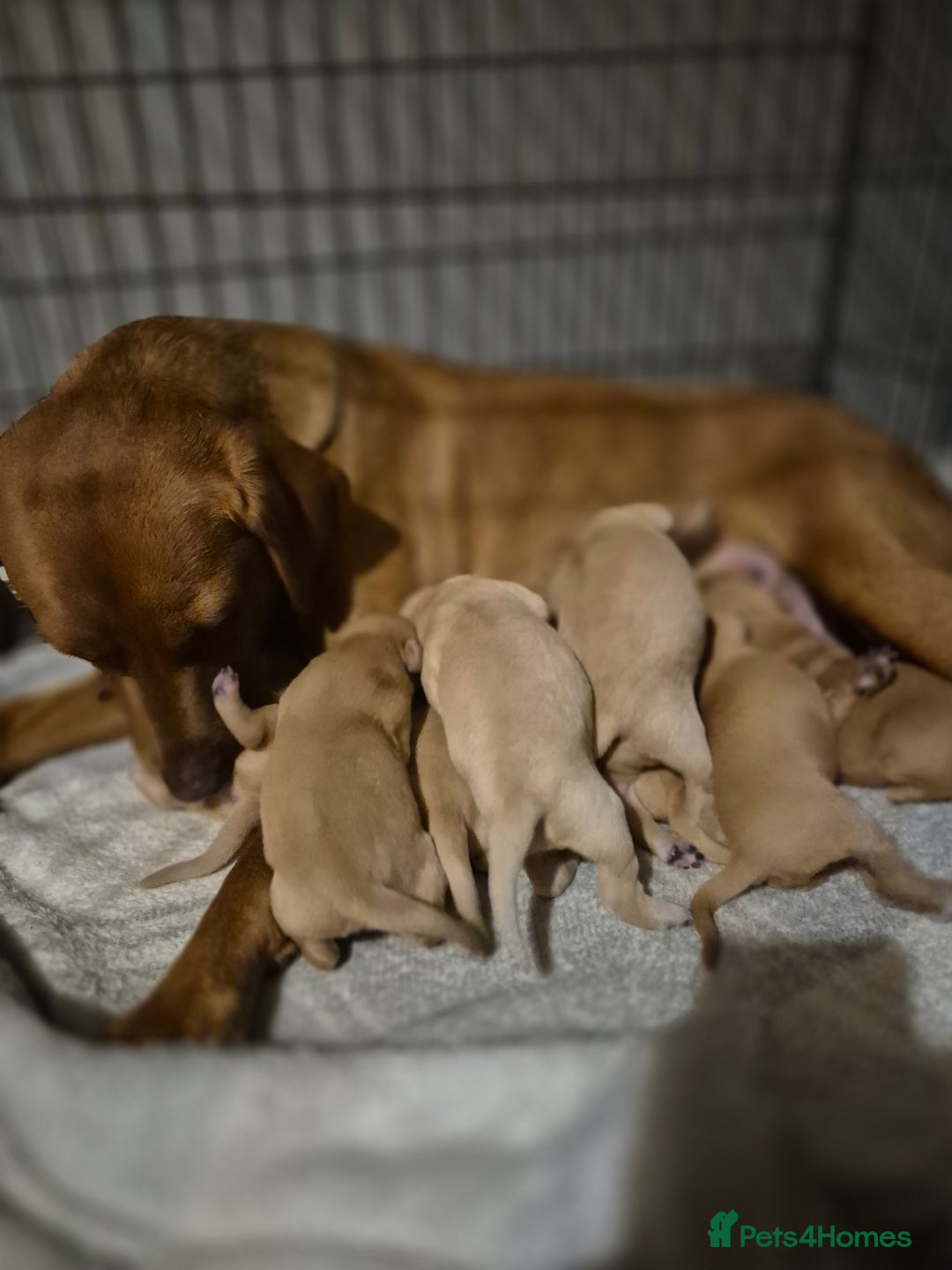 Labrador Retriever dogs for sale: Fox Red Labrador Puppies  - Image 1