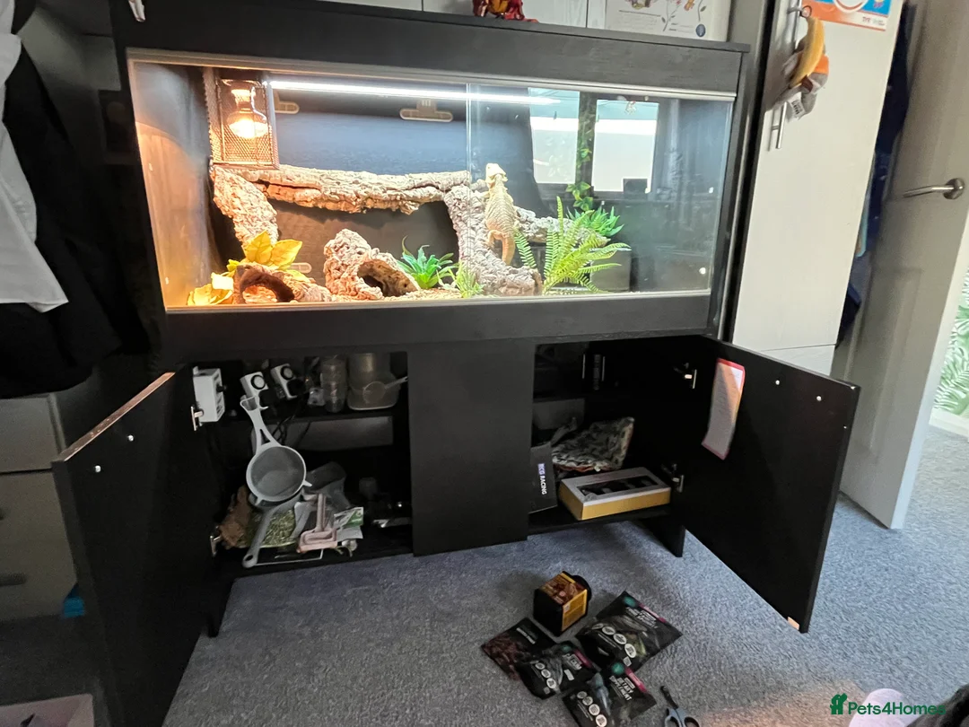 Bearded Dragon reptiles for sale: Bearded Dragon  in Newton Abbot - Advert 7