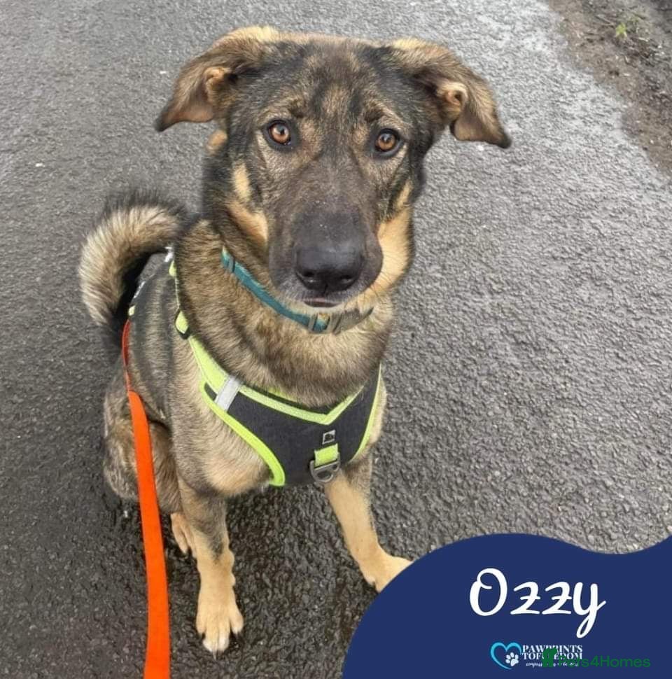 Mixed Breed dogs Meet Ozzy, currently residing in Cheshire  in Nantwich - Advert 16