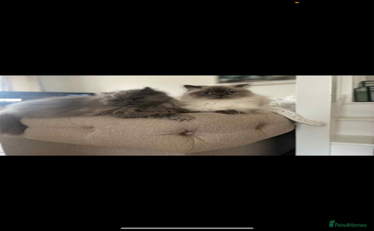 Persian cats - Advert 7