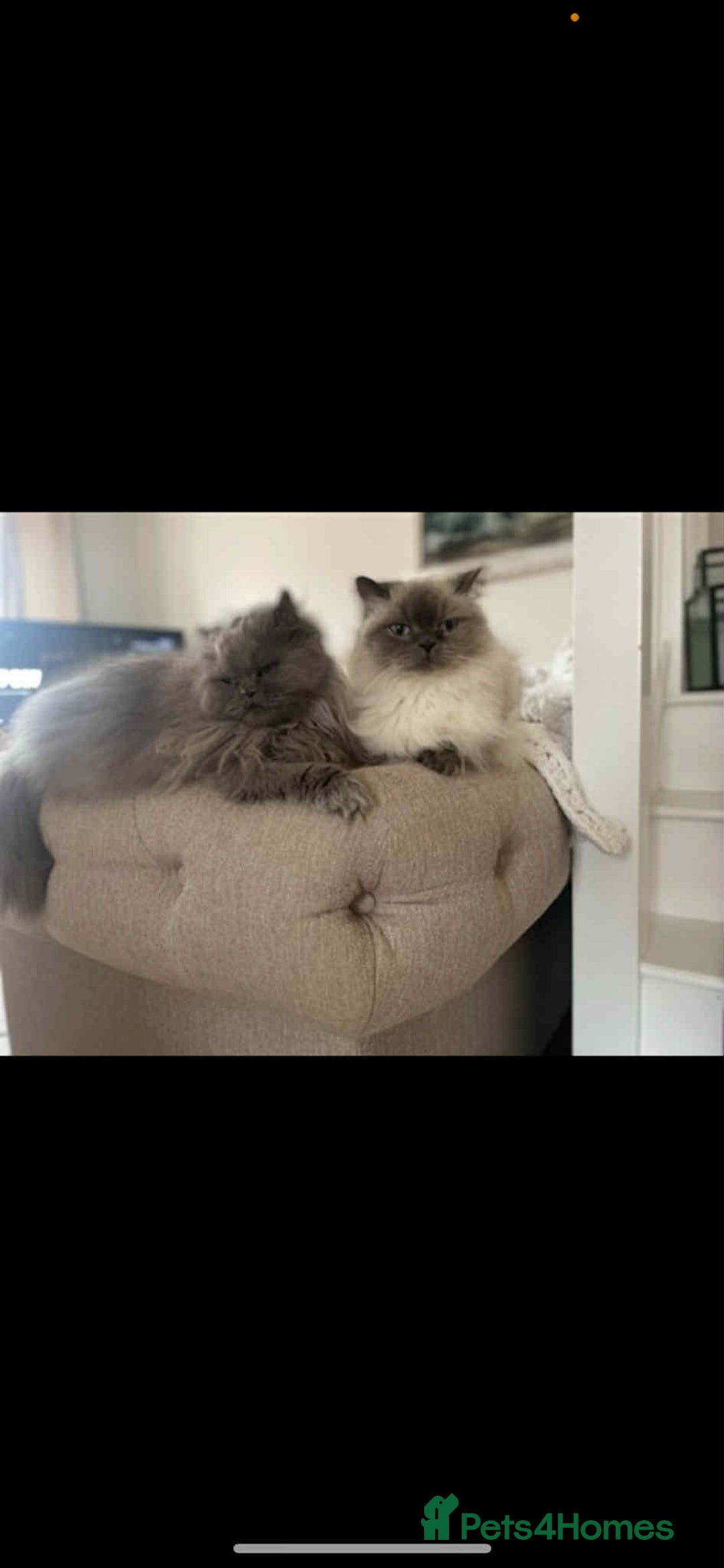 Persian cats for sale: Ivy and kiki - Image 1