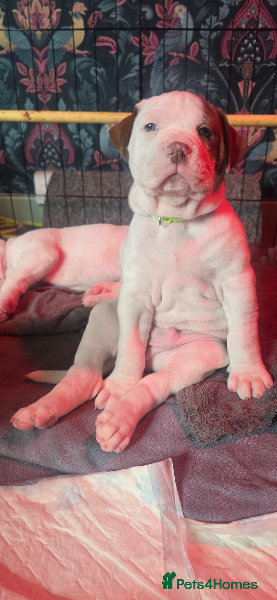 Mixed Breed dogs American bulldog x Alapaha blueblood bulldog  - Advert 2