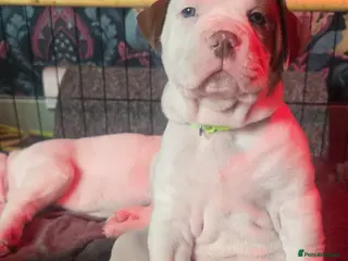 Mixed Breed dogs American bulldog x Alapaha blueblood bulldog - Advert 15